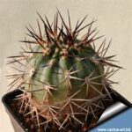 Acanthocalycium Griseum: Species Info and Cultivation Tips