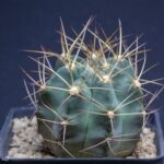 Acanthocalycium Aurantiacum Cold Hardiness Explained