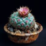 Acanthocalycium Cactus Care Guide: Tips for Thriving Plants