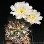 Acanthocalycium Chionanthum: Growing Watering and Flowering