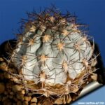 Understanding Acanthocalycium Glaucum Rubrifolium