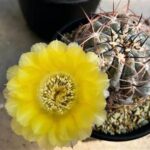 Acanthocalycium Glaucum Care: How to Keep It Healthy
