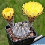 What Is the Common Name for Acanthocalycium Glaucum?