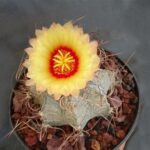 How to Grow and Care for Astrophytum Capricorne: The Goat’s Horn Cactus