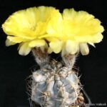 The Natural Habitat of Acanthocalycium Glaucum