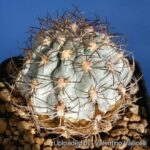 Acanthocalycium Glaucum: Facts and Info from Llifle