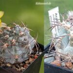Acanthocalycium Glaucum P 394: Growth and Cultivation Guide