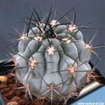 Acanthocalycium Glaucum v. Rubrifolium: How to Cultivate