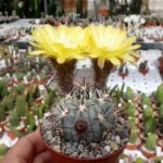 The Beauty of Acanthocalycium Glaucum Rubriflorus