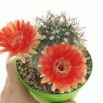 All About Acanthocalycium Glaucum var. Rubriflorus