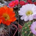 Growing and Caring for Acanthocalycium Glaucum v. Rubriflora