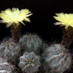 Discovering Acanthocalycium Glaucum WR 872: A Rare Treasure