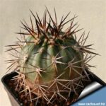 Acanthocalycium Griseum P 144: Detailed Species Profile