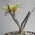 Astrophytum Caput-Medusae: A Complete Growing and Care Guide