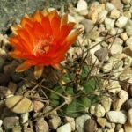 Acanthocalycium Munitum WR 772: How to Care for This Species
