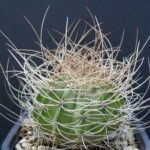 Acanthocalycium Spiniflorum Characteristics: A Complete Guide