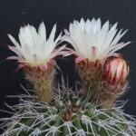 Acanthocalycium Spiniflorum f. Klimpelianum: How to Grow