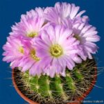 Exploring Acanthocalycium Spiniflorus Violaceum