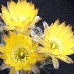 Acanthocalycium Thionanthum var. Brevispinum: Growing Guide