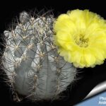 Acanthocalycium Thionanthum var. Glaucum: All You Need to Know
