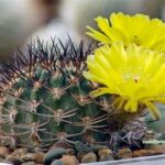 Acanthocalycium Through Echinocereus: What’s the Connection?