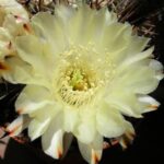 Acanthocalycium Variiflorum FK 658: A Rare Find Explained