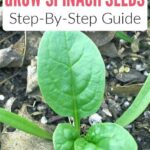 Growing Acanthocalycium Violaceum From Seeds: A Step-by-Step Guide