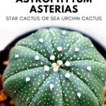 Astrophytum Asterias Variegated: Unique Beauty and Care Guide