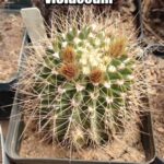What Hardiness Zone Is Acanthocalycium Violaceum Best For?