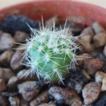 Acanthocalycium Violaceum Seedlings: How to Nurture Them