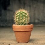 Do Acanthocalycium Cacti Have Roots? Here’s the Science
