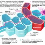 How Water Moves Through Acanthocalycium Roots: Explained