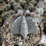 Astrophytum Coahuilense: Everything About This Rare and Beautiful Cactus