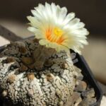 Astrophytum Super Kabuto: Cultivation Characteristics and Care