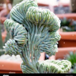 Myrtillocactus