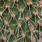 Prickly Pear Cactus Spines: Understanding the Importance and Care of Prickly Pear Spines