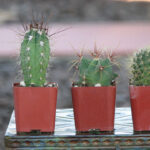 Can You Use Cactus Mix for Plumeria? Here’s the Scoop