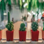 Types of AZ Cactus: A Guide to the Most Popular Cactus Species in Arizona