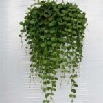 Succulents in the Bathroom: How to Care for Succulents in High-Humidity Spaces