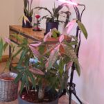 Can Grow Lights Really Replace the Sun? Indoor Plant Facts