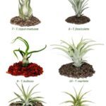 Cactus Plants: Lower Classifications You Should Know