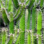 Types of Texas Cactus You’ll Want to See