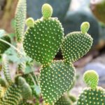 Cactus Plants Pictures and Names: A Visual Guide