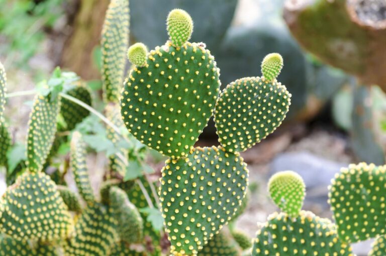 Cactus Plants Pictures and Names: A Visual Guide