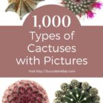 Cactus Photos for Identification: A Visual Guide to Common Cactus Species
