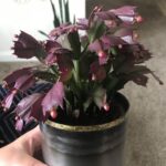 Christmas Cactus Leaves Purple: What Causes the Color Change and How to Fix It