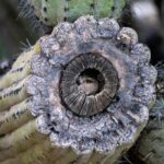 What Does the Inside of a Cactus Look Like? Exploring the Interior of Your Favorite Cacti