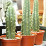 Is the San Pedro Cactus Legal? Here’s the Law