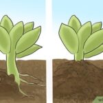 Root Hormone for Succulents: Using Rooting Hormone to Propagate Succulents Successfully