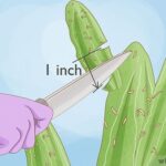 How to Prune a Cactus Without Damaging It